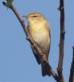/album/my-local-birding-gallery/willow-warbler-thornhill-wetlands-jpg/
